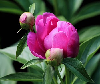 Pink Petaled Flower