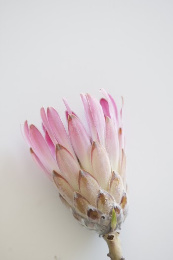 Pink Petaled Flower