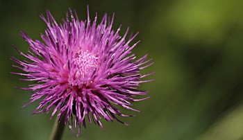 Pink Petaled Flower