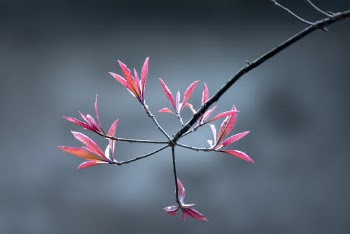 Pink-petaled Flower