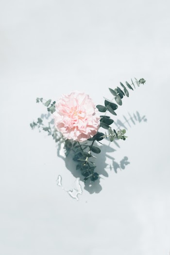 Pink Petaled Flower