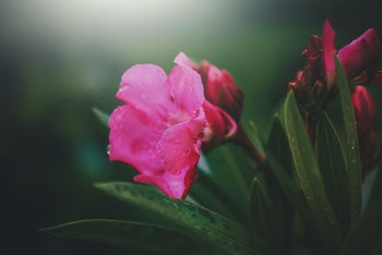 Pink Petaled Flower Bloom Close-up Photography