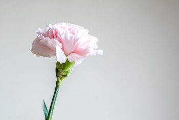 pink petaled flower closeup photo