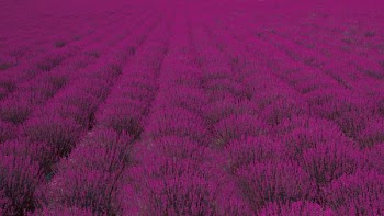 pink petaled flower field