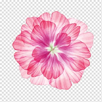 Pink petaled flower illustration, Flower, Hawaii flower transparent background PNG clipart