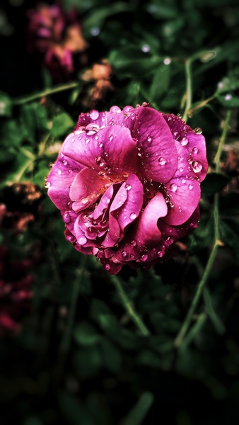 Pink Petaled Flower in Close-up Photography