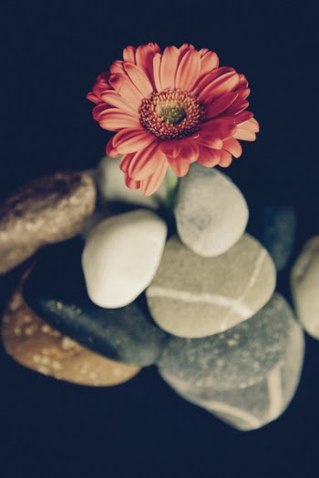 Pink Petaled Flower in Macro Photography