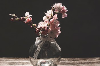 Pink Petaled Flower in the Vase