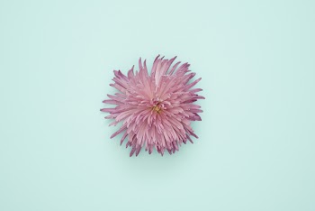Pink Petaled Flower on light blue Surface