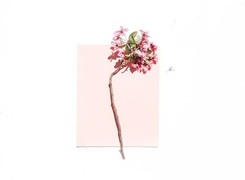 Pink-petaled Flower on White and Pink Surface