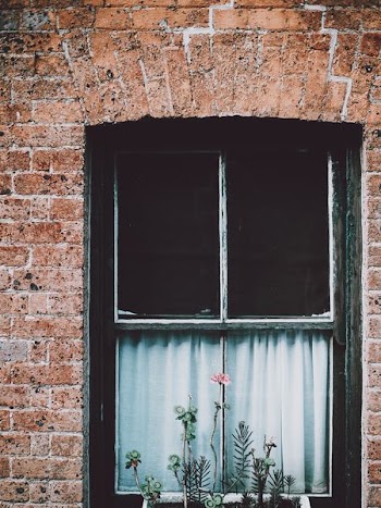 pink petaled flower outside windowpane