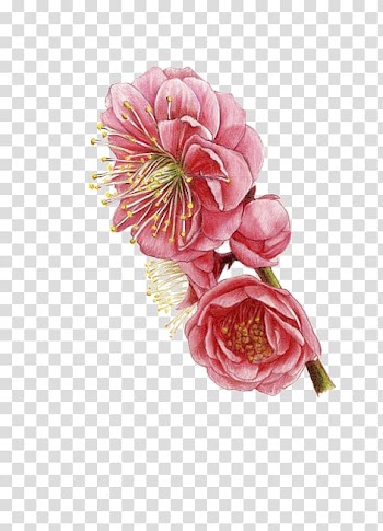 Pink petaled flower painting illustration, Flower, Plum flower transparent background PNG clipart