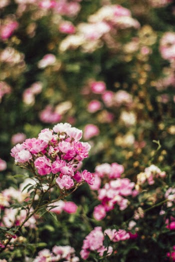 Pink Petaled Flower Tilt-shift Lens Photography