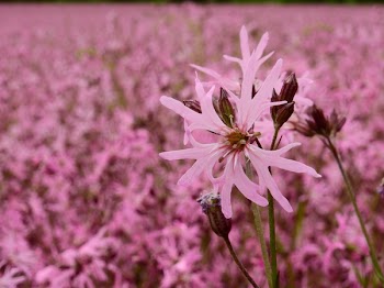 Pink Petaled Flower Wallpaper