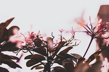 Pink Petaled Flowers