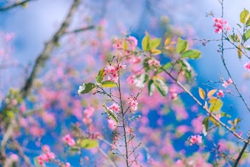 Pink Petaled Flowers