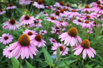 Pink Petaled Flowers