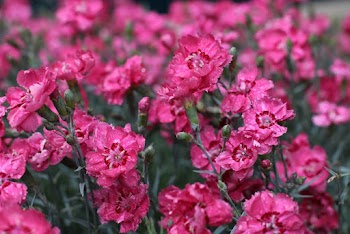 Pink-petaled Flowers