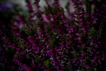 Pink Petaled Flowers