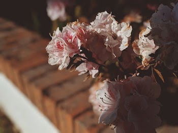 Pink Petaled Flowers
