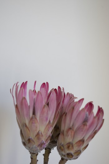 Pink Petaled Flowers