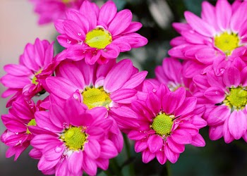 Pink Petaled Flowers
