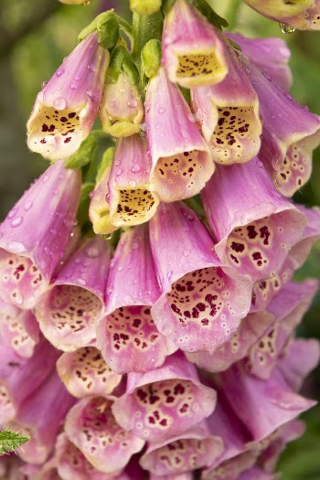 Pink Petaled Flowers