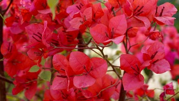 Pink Petaled Flowers