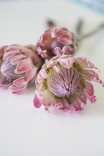 Pink Petaled Flowers