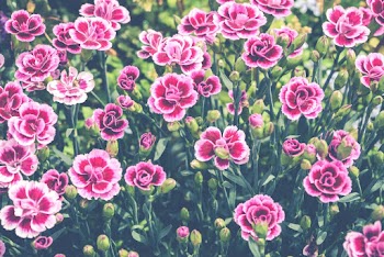 Pink Petaled Flowers