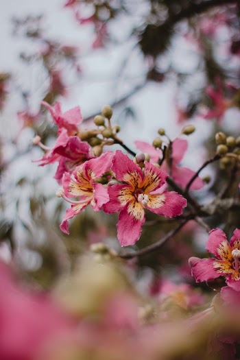 Pink Petaled Flowers