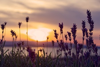 Pink Petaled Flowers and River during Sunset