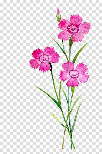 Pink petaled flowers , Carnation Flower Watercolor painting Illustration, watercolor flowers transparent background PNG clipart