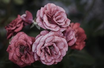 Pink Petaled Flowers Close Up Photography
