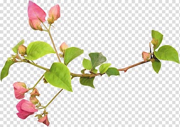 Pink petaled flowers, Flower , Bougainvillea flowers transparent background PNG clipart