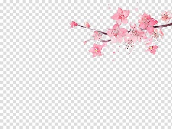 Pink petaled flowers, Flower Pink Watercolor painting Illustration, March peach material transparent background PNG clipart