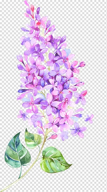 Pink petaled flowers illustration, Flower Lilac Violet , Floating Flower transparent background PNG clipart