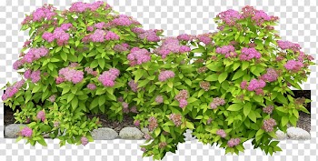 Pink petaled flowers illustration, Flowering plant Shrub, bushes transparent background PNG clipart