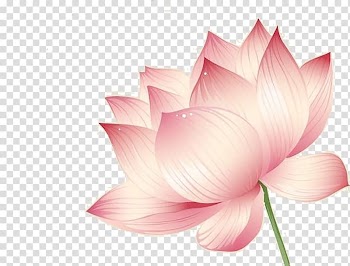 Pink petaled flowers , Nelumbo nucifera Lotus effect Flower Euclidean , Lotus transparent background PNG clipart