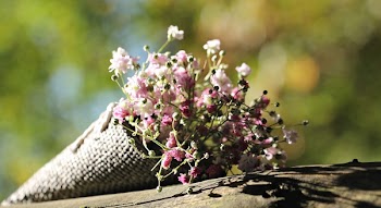 Pink Petaled Flowers on Brown Tree Trunk
