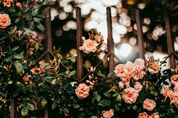 Pink Petaled Flowers on Metal Gate Grills