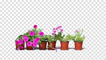 Pink petaled flowers on pots, Real flower pots transparent background PNG clipart