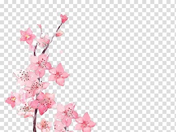 Pink petaled flowers , Watercolor painting Flower, Elegant peach transparent background PNG clipart