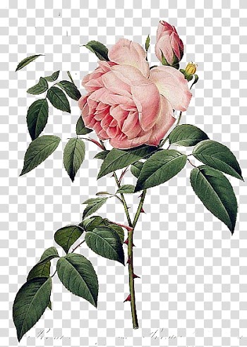 Pink-petaled rose flower transparent background PNG clipart