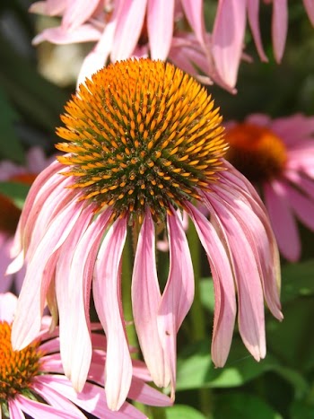 Pink Petaled Yellow Pistil Flower