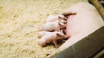 pink pig with piglet litter