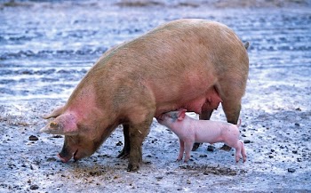 Pink Piglet Sucking on Breast of Brown Pig