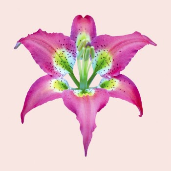 Pink pine lily, flower collage | Free PSD - rawpixel