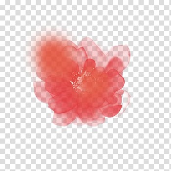 Pink poppy flower illustration, Watercolor painting Pink, Pink Peach Watercolor transparent background PNG clipart