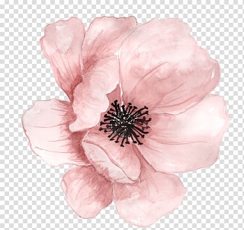 Pink poppy flower illustration, Watercolour Flowers Watercolor painting Drawing, painting transparent background PNG clipart